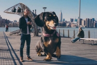 রাস্তায় এতবড় কুকুর! হতবাক সোশ্যাল মিডিয়া