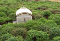 রাত নামলে প্রবেশ নিষেধ বৃন্দাবনের নিধিবনে!