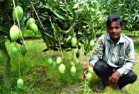 আম-লিচু বাগান করে রফিক এখন কোটিপতি