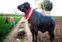  মার্সিডিস গাড়ির চেয়েও দামি যে মহিষ, মাথা খারাপ হওয়া অবস্থা!