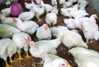 আ.লীগ নেতার ভাইয়ের খামারে আগুন, মুরগি পুড়লো তিন হাজার