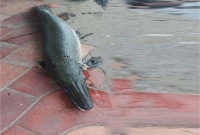 জীবনেও দেখেননি এই মাছ, দেখলে পিলে কাঁপবে!