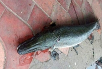 ধরা পড়ল কুমির আকৃতির মাছ