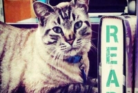 আজব কারবার, বিড়াল নিয়ে ভোটাভুটি!