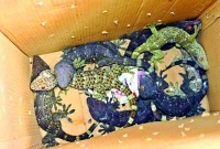 মাথা খারাপ হওয়া অবস্থা, পরিত্যক্ত ব্যাগে সাড়ে ৬ কোটি টাকার তক্ষক!