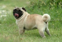 জানেন, কুকুরের লেজ কেন এমন বাঁকা হয়?