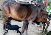 চাঞ্চল্যকর ঘটনা, গাভীর দুধ খাচ্ছে ছাগলছানা