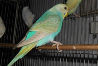 খুনিকে ধরিয়ে দিল পোষা টিয়া!