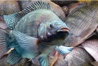 যে কারণে খাওয়া উচিত নয় তেলাপিয়া মাছ