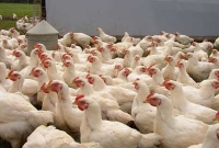 ব্রয়লার মুরগির মাধ্যমে অজান্তেই আপনার শরীরে ঢুকছে ক্ষতিকর কেমিক্যাল!