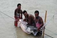 ধরা পড়ল ৮৮ কেজির বিশাল বাঘাইড় মাছ, দাম কত জানেন?