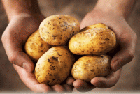 প্রতিদিন আলু খাওয়ার সঙ্গে আমাদের শরীরে কীভাবে বিষ ঢুকছে জানেন?