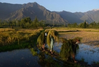 নাড়ির‬ টানে