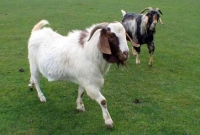 মানুষের সাথে ভাব-বিনিময় করতে পারে ছাগলও!