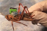 আগামী দিনে লুকিয়ে রাখা বোমা খুঁজে দেবে এই ‘পোকা’