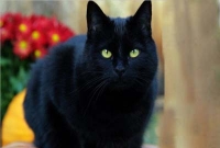 যেসব পশু মৃত্যুকে আগাম দেখতে পায়!