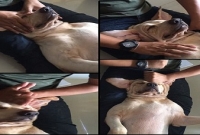 পোষা কুকুরের ফুল বডি মেসেজ করলেন মালিক!