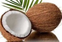 নারিকেলের গঠনেই লুকিয়ে আছে ভূমিকম্প রোধের নকশা!