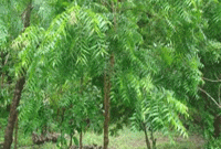 বিয়ে করে যৌতুক হিসেবে একটি নিম গাছ পেলো বর