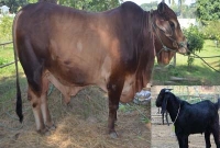 ছাগলের দামে গরু!