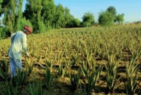 সরকারি চাকরি ছেড়ে কোটিপতি হলেন কৃষক-ইঞ্জিনিয়ার