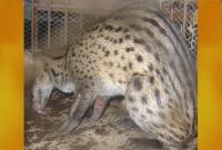 চিনি আতপ চালের পোলাওয়ের গন্ধে ভরা এই প্রাণী