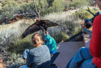 শিশুকে ছোঁ মেরে তুলে নিতে চাইলো ঈগল!