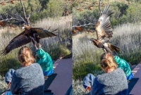 ছোঁ মেরে মানুষ তুলে নিতে ঈগলের চেষ্টা!