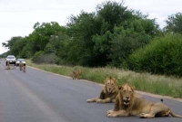 যেখানে মাঝরাতে রাস্তায় ঘুরে বেড়ায় ‌সিংহ!‌