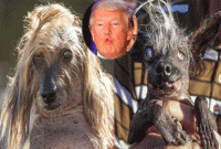 ‘বিশ্বের সবচেয়ে কুৎসিত কুকুরের সাথে ডোনাল্ড ট্রাম্পের মিল আছে!’