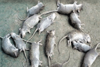 একটি ইঁদুর মারতে পারলেই ১৮ টাকা!