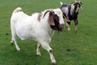 জিতল ছাগল, হারল অজগর