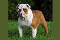 কেউটে সাপের বিষ বুকে নিয়ে মালিকের পরিবারকে বাঁচাল কুকুর