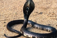 সাপ সম্পর্কে এই তথ্যগুলো জানলে সত্যিই অবাক হবেন!