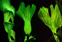 অন্ধকার পথে এবার আলো দেবে যে গাছ!