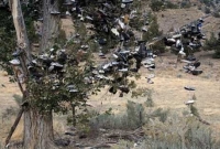 জুতোর গাছ, ডালে ডালে ঝুলছে জুতো!