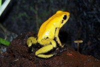 বিশ্বের সবচেয়ে বিপজ্জনক ১০ প্রাণী থেকে সাবধান!