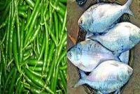 ৬ মণ কাঁচা মরিচে ১ কেজি ইলিশ