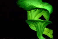 অন্ধকারে আলো দেবে গাছ!