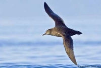 এমন পাখিও আছে যারা বছরে ওড়ে ৪০,০০০ মাইল!