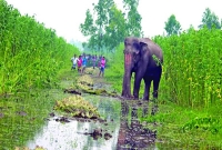 ভারত থেকে আসা ছিন্নারচরের এই হাতিটির পাহারায়  চার পুলিশ