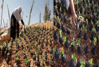 যুদ্ধবিদ্ধস্ত যে দেশের বাগানে বোমার খোলে ফোটে তাজা গোলাপ!