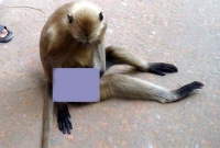 খুলনায় বিচারের দাবীতে আদালতে হাজির হনুমান!