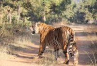 সুন্দরবনে বাঘের আক্রমণে ভারতীয় মৎস্যজীবীর মৃত্যু