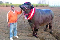 যে ষাঁড়ের দাম ১০ কোটি টাকা