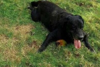 তাজকে ধ্বংসের হাত থেকে রক্ষা করা হিরোর মৃত্যু