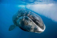 নতুন এক প্রাণীর সন্ধান, এটি বেঁচে থাকে ১১,০০০ বছর 