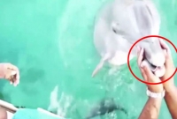 মাঝ সমুদ্রে পড়ে যাওয়া মোবাইল মালিককে ফেরত দিল ডলফিন!