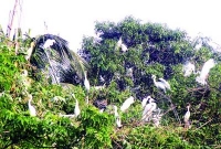 পানকৌরি আর বকের দখলে মাস্টারবাড়ি!