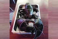 এক চিংড়ির ওজন ১৫ পাউন্ড, বয়স ১১০ বছর‍!